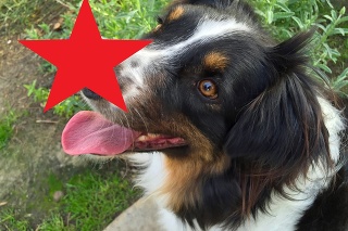 Z psíka je hviezda.