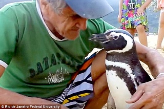 Dôchodca rád trávi čas s tučniakom na pláži.