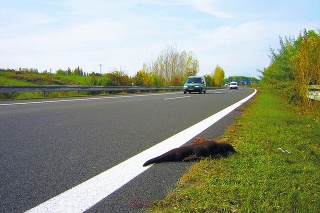 Táto vydra  zahynula  na diaľnici  D1 pri  Liptovskom  Mikuláši.