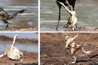 Žaba dokonale zamotala hlavu vtákovi, ktorý ju chcel zožrať.