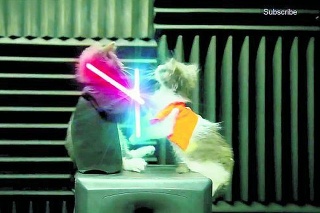 Ako vo Hviezdnych vojnách, mačiatka majú v labkách svetelné meče.