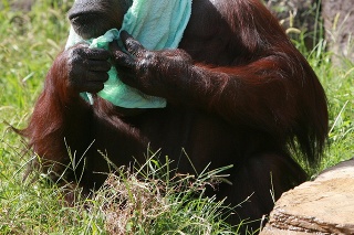 Gorila v zoo vie, ako prežiť horúce počasie.