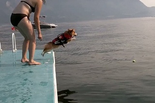 Pes s krátkymi nohami skáče do vody.