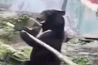 Medveď ovláda kung fu.