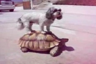 Lenivý pes zneužíva korytnačku.