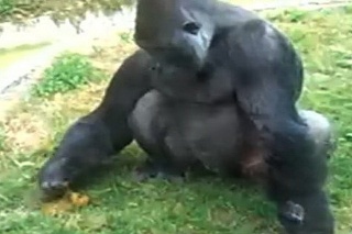 Gorily stále pociťujú krízu.
