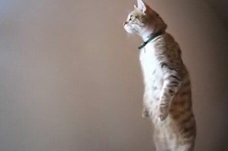 Mačka dokáže stáť.