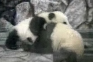 Dve pandy sa bijú.