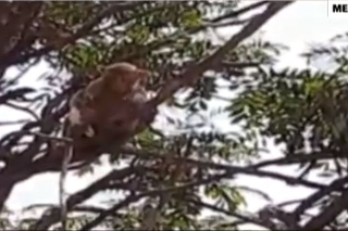 Opice s úlovkom sedeli na strome.