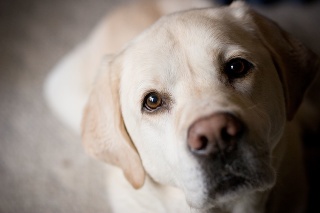 Side lighting on blonde labrador retriever looks at camera from an indoor home setting.  Suggests waiting, longing, paying attention, lonely, training.  Room for copy on side neutral background.