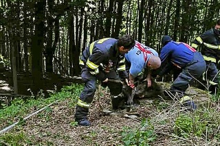 Pezinská baba, 12.5.2020 o 14.30 hod.: Jeleňovi na pomoc prišli hasiči, ktorí ho začali vyslobodzovať. 