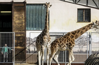 Bratislavská zoo bola od 9. marca uzatvorená pre verejnosť.