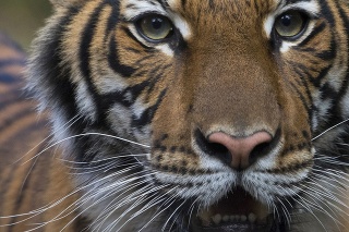 Prvou nakazenou obyvateľkou zoo v newyorskom Bronxe bola tigrica Nadia.