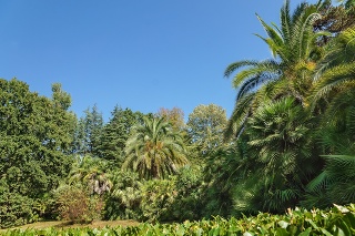 Thickets of subtropical palm trees in the old Park. Sunny day