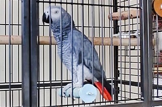 Veľký papagáj z klietky vykrikuje rôzne policajné príkazy. 