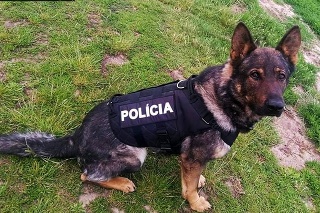 Policajný pes Taras je hrdinom.