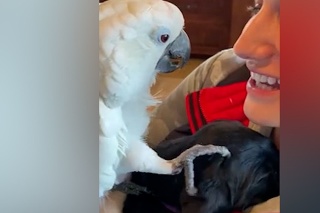 Rozkošný moment privítania nového maznáčika: Papagáj vyznal šteniatku lásku
