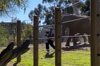 Muž zobral 2-ročnú dcérku do ZOO, kvôli selfie vošiel do výbehu slonov: Útek v poslednej chvíli