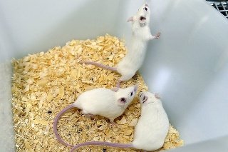 Myši po úspešnom testovaní vakcíny musia utratiť.