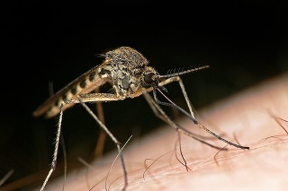 Mesto chce proti komárom bojovať ekologickým postrekom.