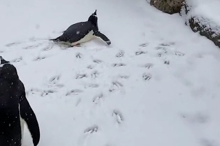 Sedem rozkošných tučniakov sa rozbehlo za kamarátom: Ich radosť vám okamžite zlepší deň