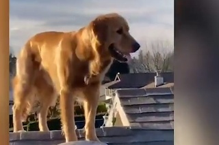 Pes už na majiteľa nechcel čakať: Odrovná vás, keď uvidíte ako sa za ním dostal na strechu
