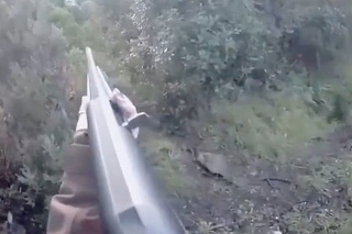 Príšerné video, z ktorého mrazí: Lovkyňa netrafila diviaka, vzápätí nastal boj o prežitie