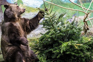 Medveď - Konečne mám aj ja Vianoce!