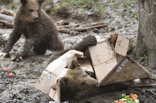 Medvieďatá mali z darčekov ohromnú radosť.