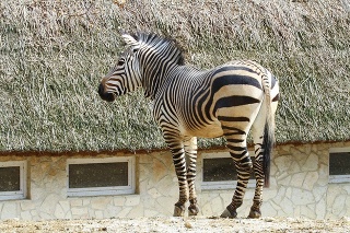 Zebra v Bojnickej zoo. 