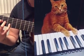Keď ju uvidíte, padne vám sánka: Mačka zahrala neuveriteľný duet ako profesionálna klaviristka