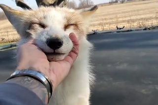 Nádherné video zachránenej líšky: Keď radosť, tak nech sa tešia všetci!