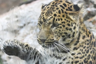 Leopard čínsky je jedným z najohrozenejších poddruhov leoparda škvrnitého (Panthera pardus), najrozšírenejšej mačkovitej šelmy sveta.