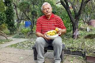 Františkovi (71) pred záhradnou chatkou rastie obrovský citrónovníkovec trojlistý.