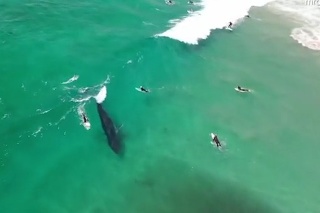 V takej blízkosti s veľrybami bol len málokto: Títo surferi sa môžu pýšiť neuveriteľným zážitkom