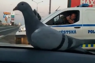 Pomáhať a chrániť: Pohľad na holuba, ktorý si užíva jazdu na policajnom aute, je na nezaplatenie