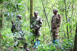 Kibale Forest, Uganda – October 26, 2017: Three armed park rangers in the Kibale Forest National Park in Western Uganda. Several groups of chimpanzees and 12 more species of primates live in Kibale, often nicknamed the Primate Capital of the World.
