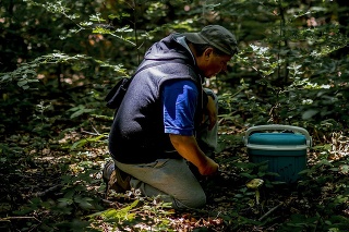 Senior man picking wild edible mushrooms  in the summers day