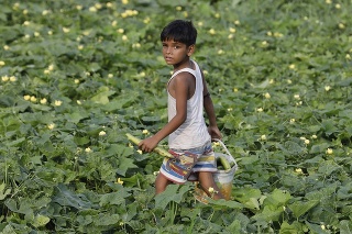 Na snímke chlapec počas zberu zeleniny na brehu rieky Gangy.
