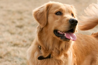 Purebred Golden Retriever dog portrait  in outdoors