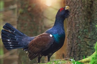The western capercaillie (Tetrao urogallus), also known as the wood grouse, heather cock, or just capercaillie is the largest member of the grouse family in the morning sun in forest.