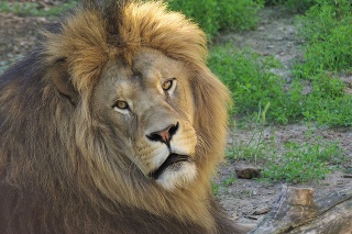 Berberský lev Ramzes z bojnickej zoo už dosiahol ideálny vek, aby mohol splodiť potomstvo.