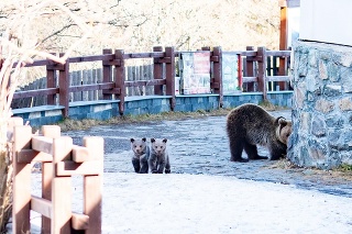 Neďaleko turistov sa pohybovala medvedica s dvomi mladými.