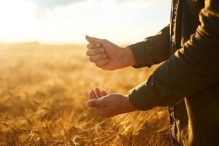 Photo. Hand of a farmer holding wheat grains In the field in sunset. Rich harvest.