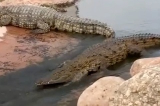 Aj nebezpečný krokodíl vie byť rozkošný: Jeho radosť z hry vám vyčarí úsmev na tvári