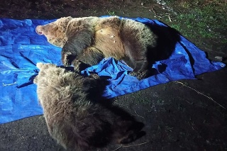 Zastrelená medvedica s mláďaťom pri ceste.