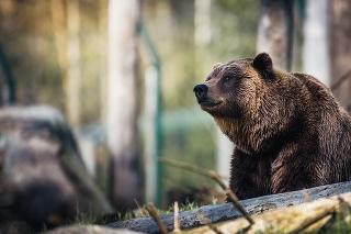 Medveď v Kežmarku ohrozil cyklistku, polícia situáciu monitoruje.