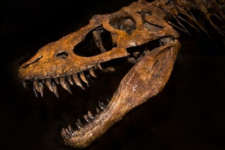 A large T-rex skull on a black background.