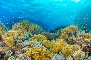 Austrália odmieta zaradenie koralovej bariéry medzi ohrozené lokality UNESCO.