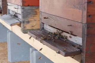 Na streche Univerzity sv. Cyrila a Metoda začali chovať Uni včely.